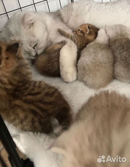 Котята