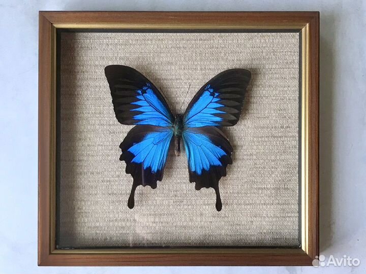 Бабочки в рамке экзотические
