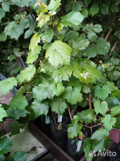 Виноград саженцы