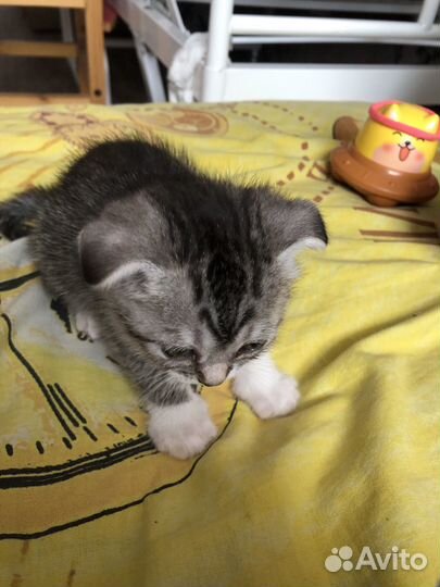 Шотландские вислоухие котята