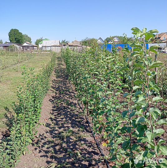 Саженцы яблонь