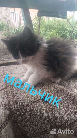 Котята в добрые руки бесплатно