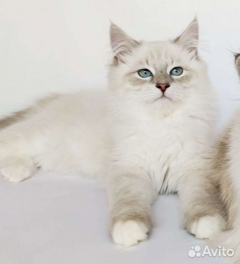 Невский маскарадный кот