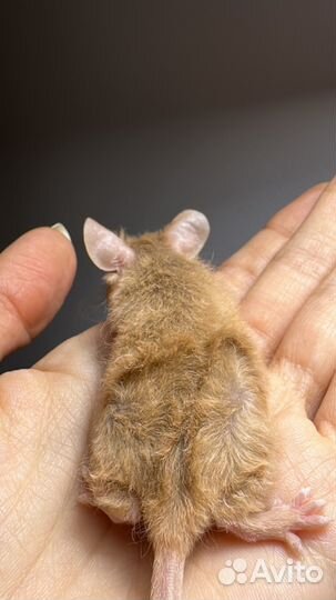 Декоративные мышки тексель, розетка, сатины, сиамы