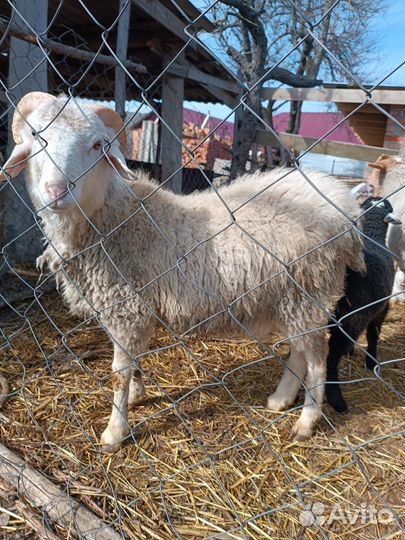 Продам барана