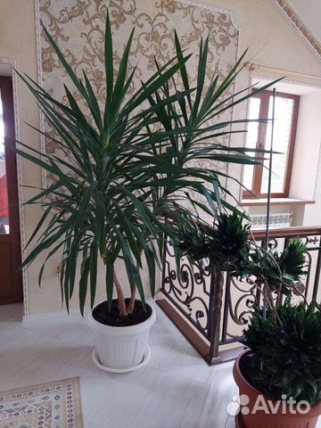 Пальма юкка