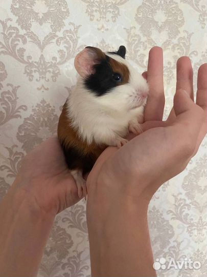 Морская свинка