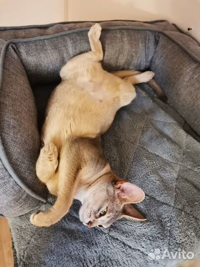 Подушка для домашних питомцев