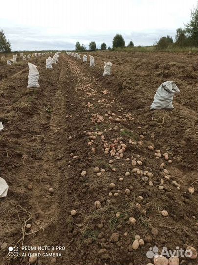 Вкусный картофель синеглазка и аврора