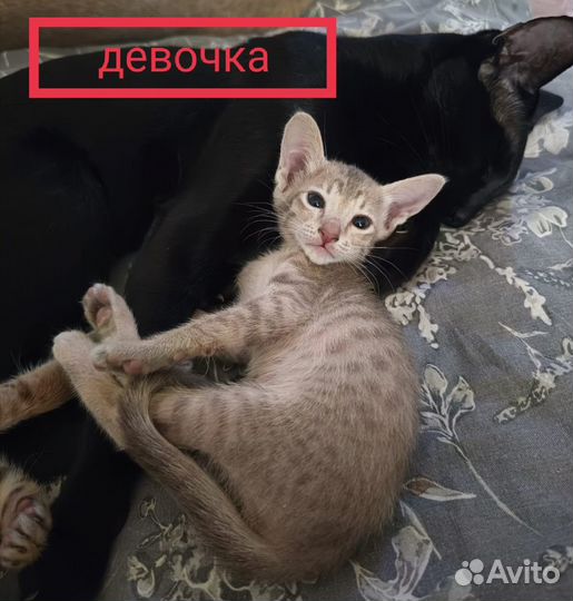 Ориентальные котята