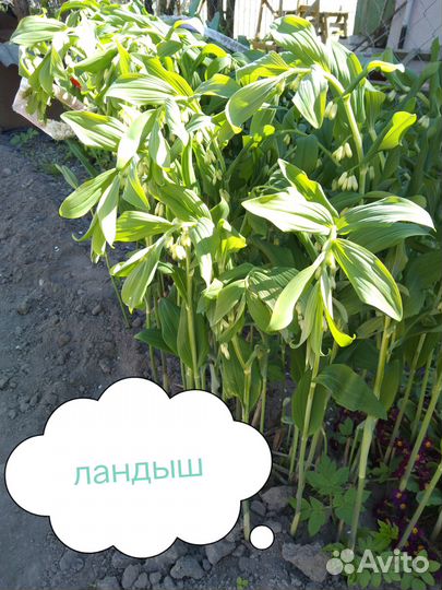 Цветы многолетники садовые