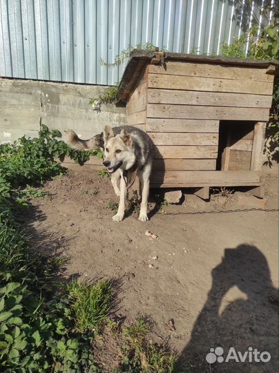 Собака в добрые руки отдам бесплатно