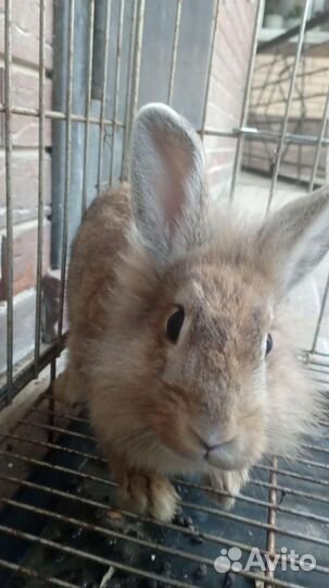Декоративный кролик