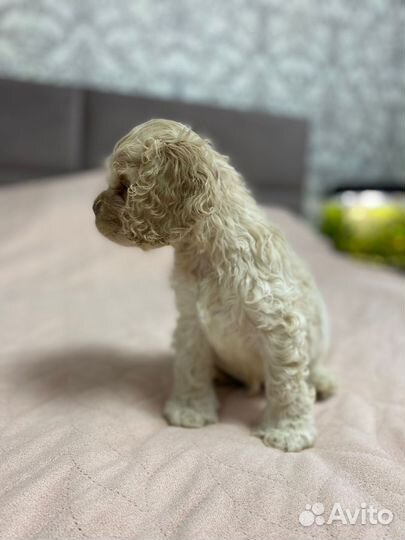 Кокер спаниель