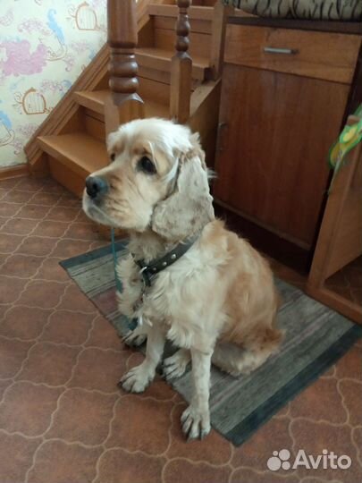 Кокер спаниель