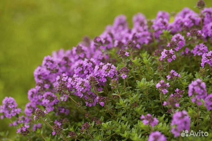 Чабрец Душица саженцы