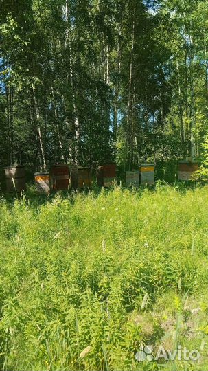 Мед сотовый