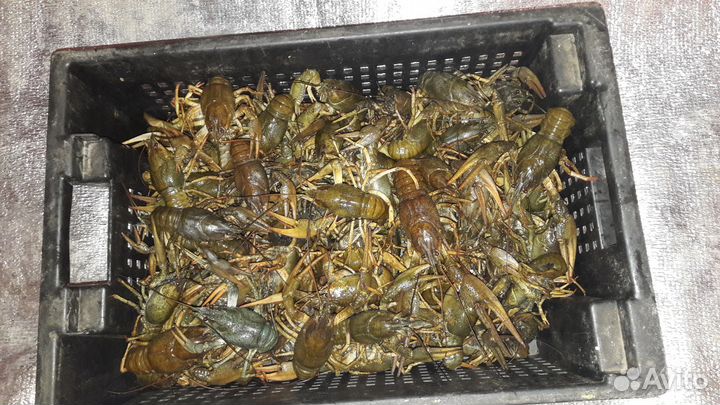 Живые Раки. Только опт