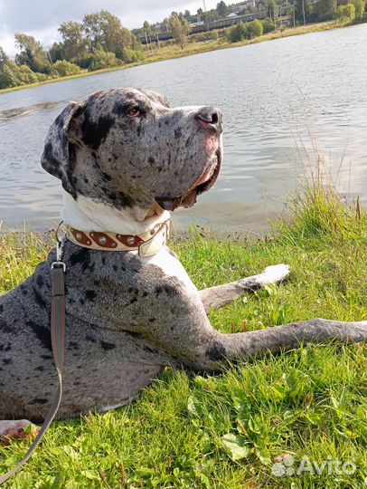 Вязка Немецкий дог