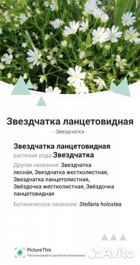 Почвопокровные растения