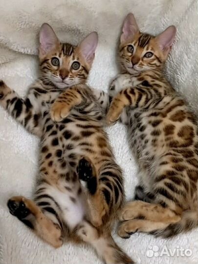 Бенгальские котята