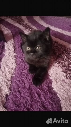 Шотландские котята