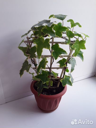 Плющ(хедера) вариегатный/подарок