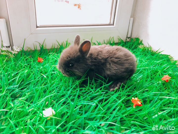 Мини карликовый кролик