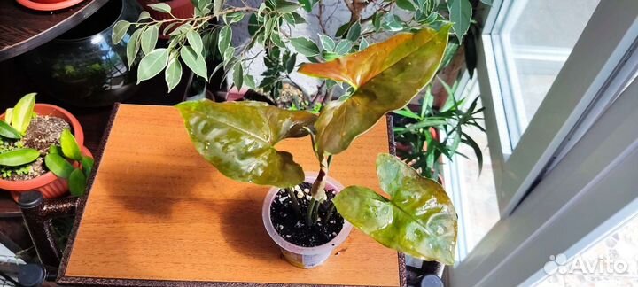 Сингониумы сортовые