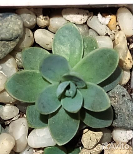 Оростахис. Суккулент