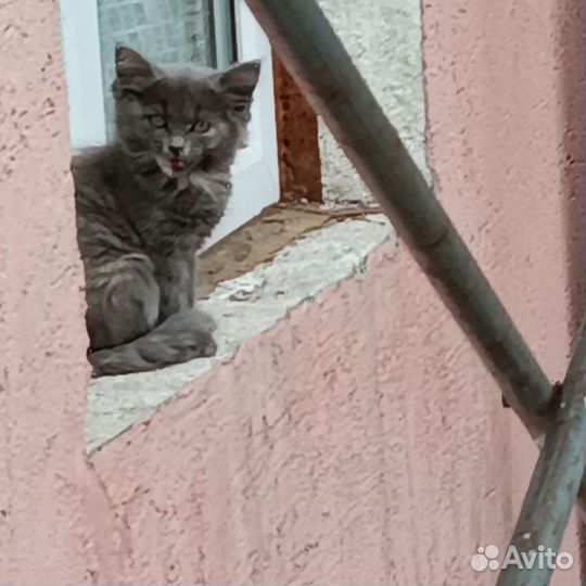 Отдам в добрые руки