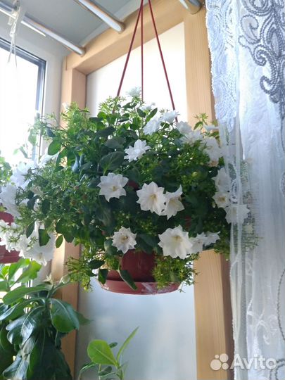 Кампанулу махровая невеста