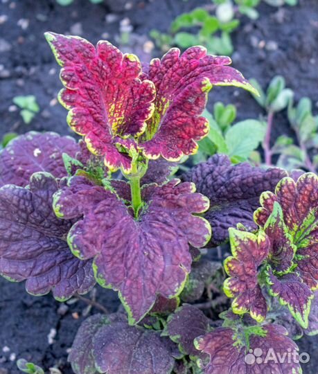 Колеус семена