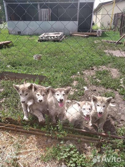 Аляскинский маламут