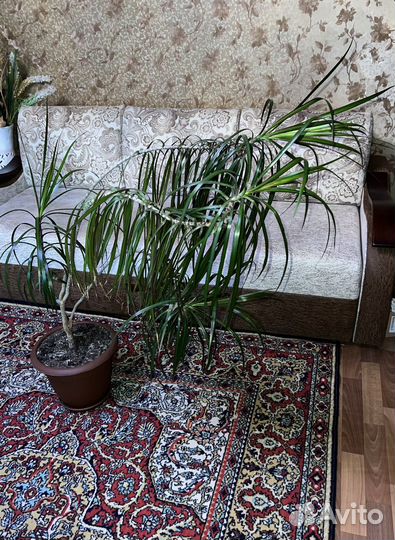 Комнатный цветок (Драцена)