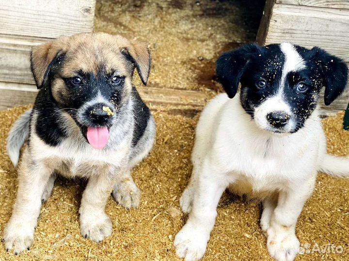 Щенки ищут дом