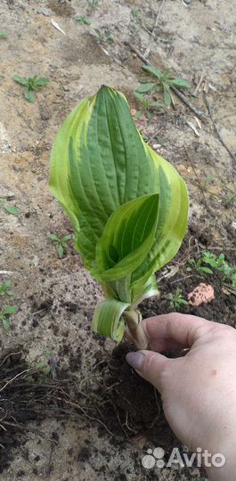 Хоста с жёлтой каймой