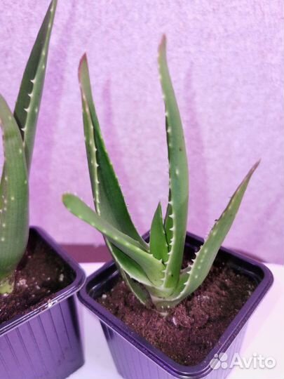 Алоэ столетник лечебный