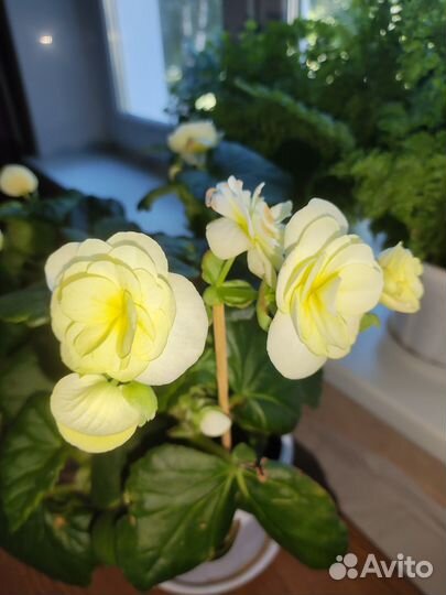 Бегония желтая