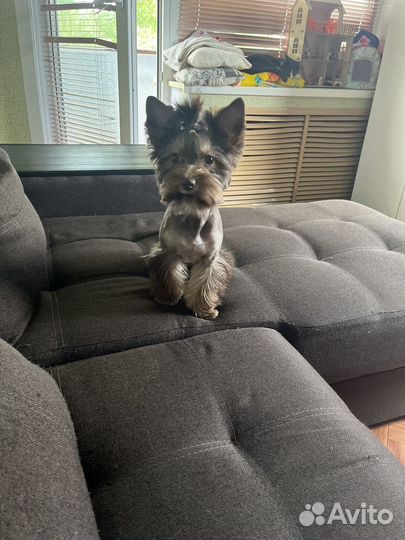 Щенки йорка