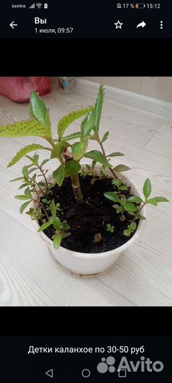 Каланхое лечебное