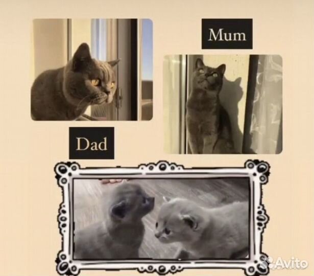 Британская кошка