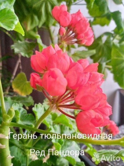 Шефлера, строманта, пеларгония и другие дом.цветы