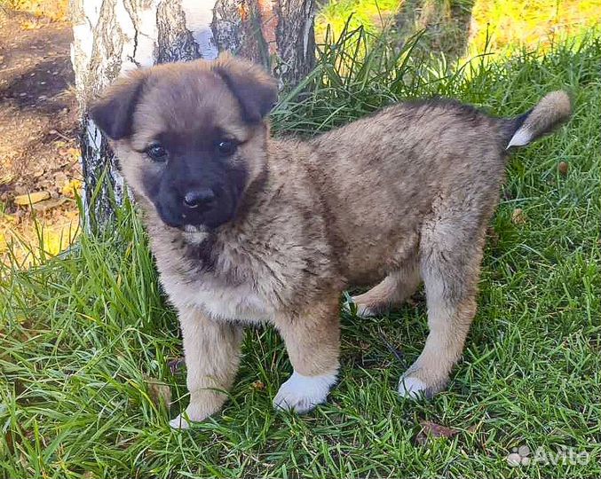 Герда - классная щенок-девочка в дар