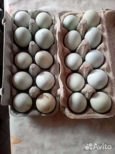 Инкубационное яйцо куриное ухейилюй