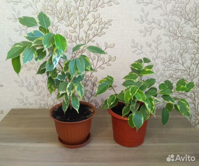 Комнатные растения. Фикусы Бенжамина Каучуконосный