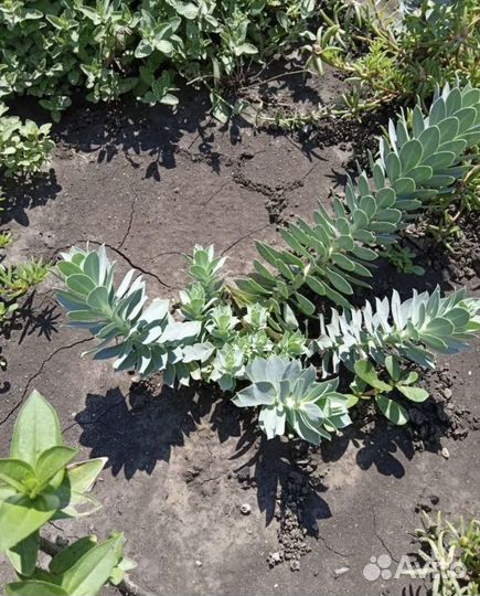 Многолетние садовые растения