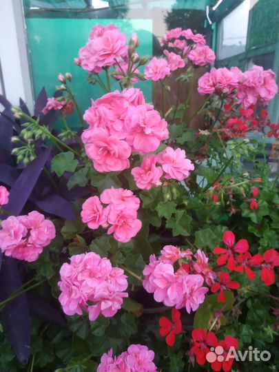 Пеларгония герань плющелистная