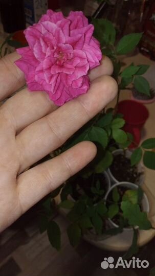 Роза комнатная
