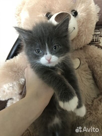 Котёнок мейн-кун